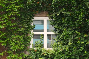 Fenster_bewachsen: sommerlicher Wärmeschutz kein Problem