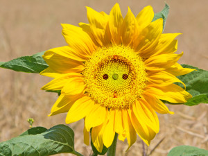 Sonnenblume: Symbol der erneuerbaren Energie und des Ökostroms